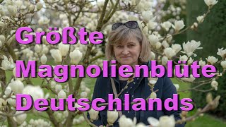 Deutschlands größte Magnolienblüte in Stuttgart I Maurischen Garten Wilhelma [upl. by Nylannej]