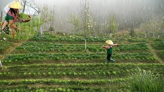 FOGGY AND RAINY Harvesting vegetable seeds gardening harvesting vegetables for customers l MPFarm [upl. by Ellecrad937]