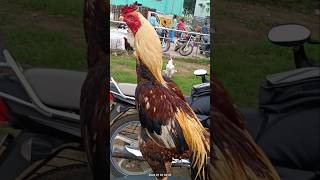 🔥சண்ட சேவல்💯🗡seval chickenfood tamilnaduaseel new viralvideo shorts trending shortsvideo [upl. by Crockett99]