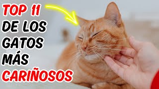 Las Razas De Gatos Más Cariñosas👉 Aquí Están Los 11 Mejores [upl. by Ehcnalb]