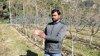 Rootstock  Variety  Distance  Apple  New Planting  Dr YSPUHF  Solan  HP  Dr Niranjan Singh [upl. by Harrak363]