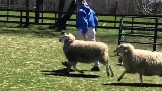 Pembroke Corgi herds sheep for the first time [upl. by Ramyar]