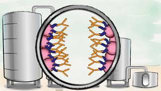 Biopharmaceutical production process [upl. by Laura841]