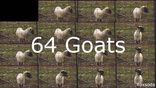 64 angry goats screaming together [upl. by Aimekahs]