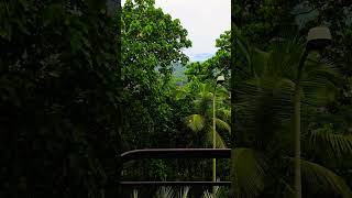 IIM Kozhikode hostel room view of Wayanad hostel iim iimkozhikode wayandview [upl. by Florian571]