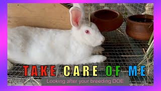 Tips for Keeping Your Breeding Does Healthy rabbitofarmino rabbit [upl. by Bonnell]