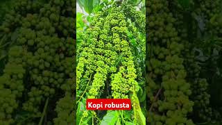 Kopi robusta terbaik berbuah lebat [upl. by Eiramanin94]