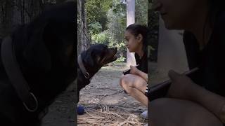 Rottweiler Bubzee Tries To Attack My Wife To Protect His Ball shorts dogs rottweiler [upl. by Elwira369]