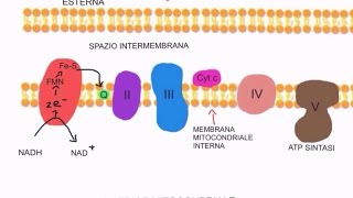 CORSO DI BIOCHIMICA  LEZIONE 16 DI 47  FOSFORILAZIONE OSSIDATIVA  PARTE 2 [upl. by Mccandless]