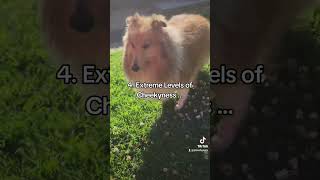 Have you got a Sheltie Shetland Sheepdog dogfacts cutepuppy shelties puppyfacts puppyplaying [upl. by Zerep]