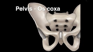 Pelvis Osteology Os coxa [upl. by Petronia]