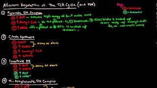 TCA  Krebs  Citric Acid Cycle Part 3 of 3  Allosteric Regulation [upl. by Boot]