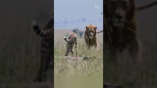 Heroic Cheetah Mother Uses Decoy Tactic to Save Her Cubs from a Determined Lions Attack [upl. by Augusta]