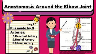 Anastomosis Around the Elbow Joint Explained Easy  Arteries of Upper Limb Anatomy by Novice Medic [upl. by Onyx]