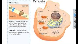Eukaryote celler og deres opbygning [upl. by Ansley408]