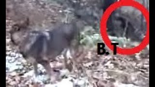 2 Real Sasquatch Caught Stalking Us Bigfoot Barn [upl. by Bathesda113]