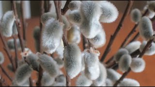 Pruning Pussy Willow by Pollarding Salix caprea or discolor [upl. by Ained]