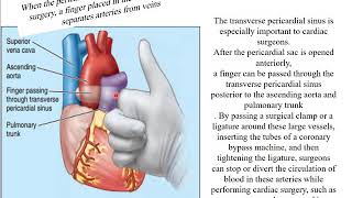 Pericardium [upl. by Jasisa895]
