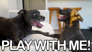 Little Rascal English Staffy Puppy Tries to Convince Adult Dog to Play [upl. by Desdemona]