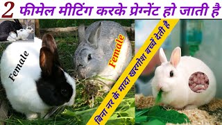 2 Female Rabbit Aapas Mein Meeting Karke Bacche Deti Hain Kya बिना नर के मादा खरगोश बच्चे देती है [upl. by Eenert]