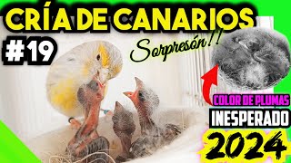 19 CRÍA CANARIOS 2024 💥 Vaya SORPRESÓN‼️ Color de plumas no esperado [upl. by Ecnaret]