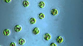 Algae Chlorophyta  Haematococcus pluvialis  DIC microscope  525 x [upl. by Albertson]