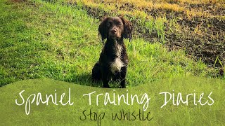 Gundog Training  Progressing the Stop whistle [upl. by Luben]