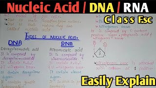 Nucleic Acid Composition  DNA  RNA  Class 11 amp 12 Biology [upl. by Donella]