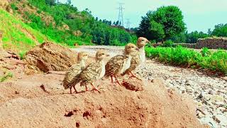 Beautiful partridge chicks voice  Chakor Ke Baccho Ki Awaaz [upl. by Anilahs]