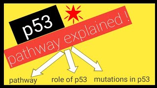 p53 tumor suppressor gene  SIMPLEST explanation [upl. by Acinna]