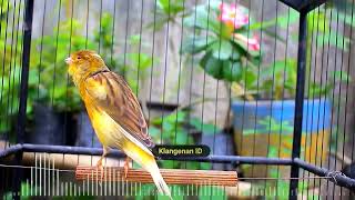 Canary Song 6 Hours Helps You Sleep Deeply and Overcome Insomnia 11 [upl. by Allenaj598]