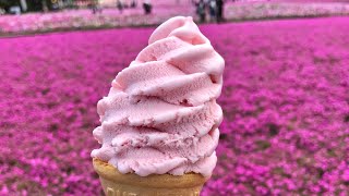 SAKURA RASTEIRA DO JAPÃO  FUJI SHIBAZAKURA FESTIVAL YAMANASHI JAPAN  富士芝桜まつり [upl. by Cud979]