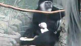 Baby Colobus at the Central Park Zoo [upl. by Rhoades138]