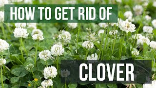 How to Get Rid of Clover 4 Easy Steps [upl. by Ivzt]