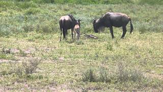 New born wildebeest at Ngorongoro Conservation Area part 2 [upl. by Angeline]