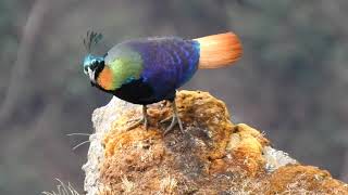 Himalayan Monal  हिमालयी मोनाल Lophophorus impejanus  Impeyan monal Himalayan pheasant [upl. by Hafital290]