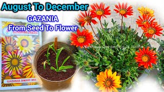 Gazania Plant From Seeds To Flower Update  Gazania Plant From Seeds How To Grow at Home [upl. by Allan]