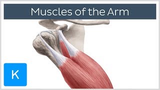 Muscles of the arm  Origin Insertion amp Innervation  Human Anatomy  Kenhub [upl. by Slerahc634]