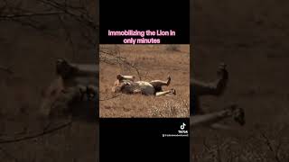 Black Mamba bites male Lion ⚠️ Caution ⚠️ Viewer Discretion Advised 🐍 [upl. by Anerol]