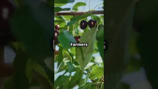 Agroforestry combining agricultural and forestry farming forestry organicfarming facts [upl. by Ameluz494]