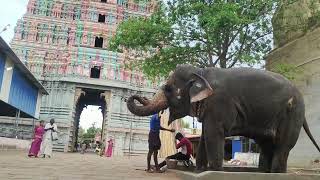 Elephants in South Indian Religious Festivals india southindian elephant festival religion [upl. by Ylac]