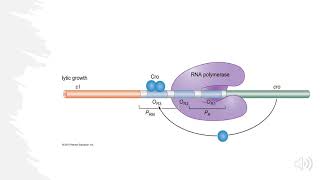 Lambda Bacteriophage Lytic vs Lysogenic Decision Explained [upl. by Ardnahcal]