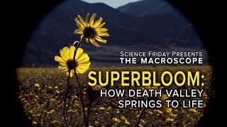 Superbloom How Death Valley Springs to Life [upl. by Alaecim]