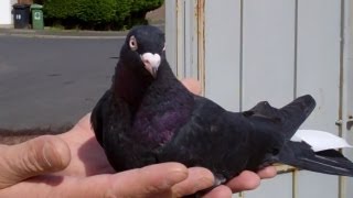 Rare Breed Pigeons [upl. by Frankel]