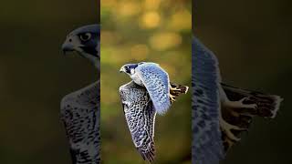 Peregrine Falcon in Flight The Worlds Fastest Bird in Action PeregrineFalcon BirdsOfPrey [upl. by Annehcu801]