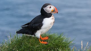 Beautiful Puffin at Látrabjarg Cliff in Iceland [upl. by Pryor]