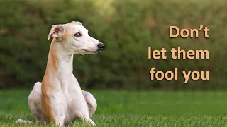 7 Reasons You Should NOT Get A Whippet [upl. by Trici]