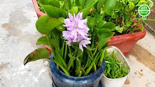 Water hyacinth at home  Easy to growing  The DiY Crafts [upl. by Jodoin]