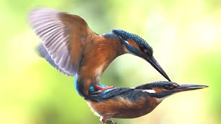 Mesmerizing Mating Rituals Witness Natures Spectacular Love Dance [upl. by Tudor932]