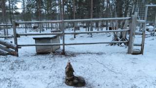 Alaskan amp Siberian Huskies howling in the Arctic Wilderness [upl. by Gaiser]